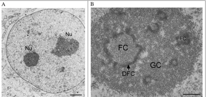 Figure 9. Electron microscopy images of nucleolus.  (A) Nuclear organization of human HeLa cell