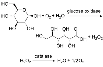Figure 19. Enzymatic reaction involved in the oxygen scavenging system of glucose, glucose oxidase and catalase  (GLOX)