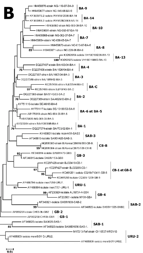 Figure 2 : Arbre phylogénétique des séquences de références, A : HRSV-A et B : HRSV-B