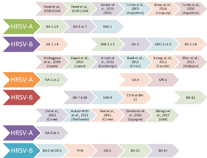 Figure  3  :  Schéma  récapitulatif  des  études  rapportant  les  différents  génotypes  HRSV-A  et  HRSV-B