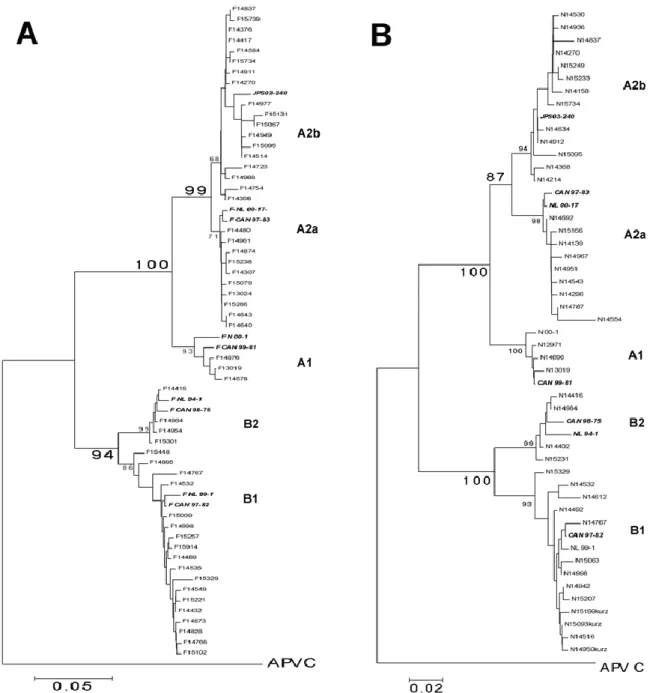 Figure 4 : Arbres phylogénétiques des groupes A et B et sous  groupes A1, A2a, A2b,  B1 et  B2 du Metapneumovirus humain