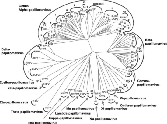 Figure I.1: Phylogenetic tree of papillomaviruses. Classification obtained by comparison of the L1 ORF sequences