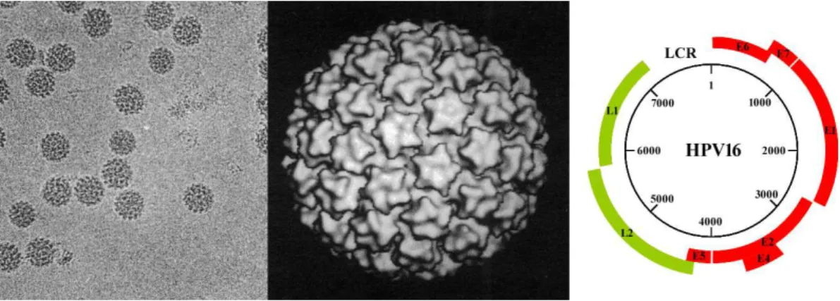 Figure I.2: Papillomavirus particles and genome. Left: Electron micrograph of Bovine papillomavirus 1 (BPV1)
