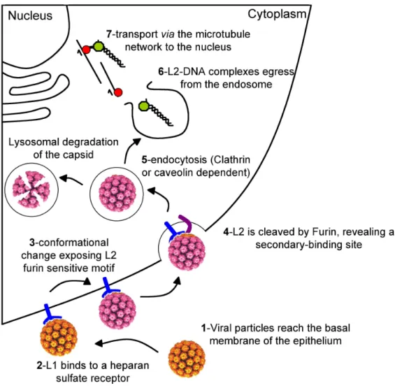 Figure I.6: Model for HPV entry. Schematized representation of viral entry processes.