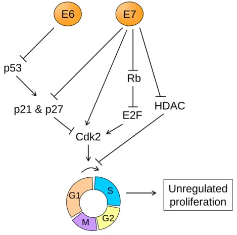 Figure I.7: Molecular mechanisms of HPV-induced cellular proliferation. Adapted from Lehoux et al