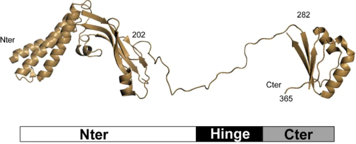 Figure I.11: HPV16 E2 structure. The N- and C-Terminal domains of E2 from HPV16 were obtained by crystallography and are represented here separated by a schematized hinge.