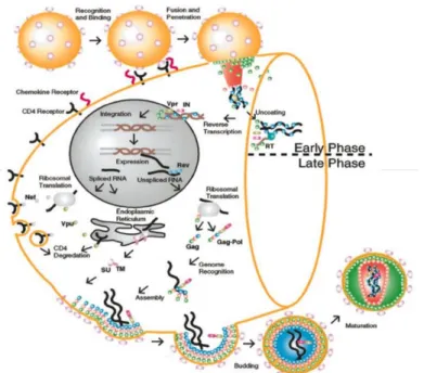 Figure 3 : Caractéristiques générales du cycle de réplication du VIH-1. La phase précoce (partie  supérieure du diagramme) commence par la reconnaissance du CD4 et implique des événements allant  jusqu'à  l'intégration  du  DNA  proviral