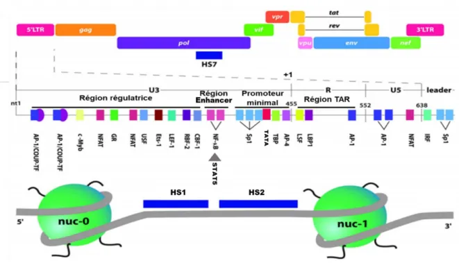 Figure  10  :  Organisation  schématique  de  l’extrémité  5’  du  Promoteur  du  VIH-1,  après  transcription inverse et intégration (Colin and Van Lint, 2009a)