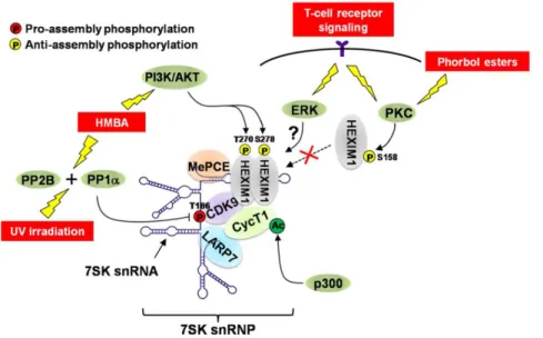 Figure 12 : Séquestration de P-TEFb dans le 7SK snRNP et sa libération, en réponse à l’activation  de diverses voies de signalisations