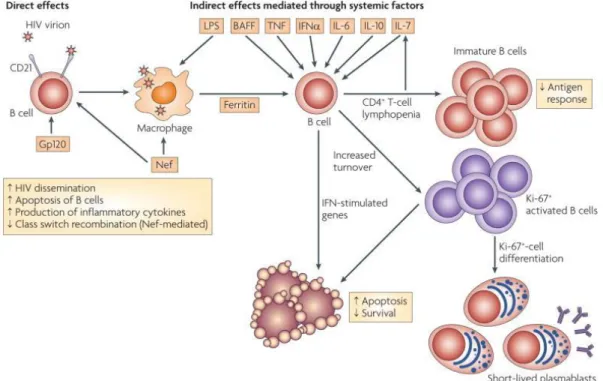 Figure 24 : Effets du VIH-1 sur les lymphocytes B. La réplication du VIH-1 induit une dysrégulation  globale des cellules B avec une hyperactivation et une augmentation de l’apoptose (Moir and Fauci,  2009)