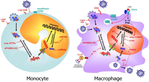 Figure  25  :  Représentation  schématique  de  l’infection  des  monocytes  et  des  macrophages