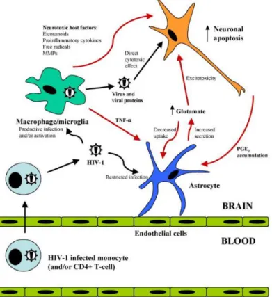 Figure 27 : Les principaux effets du VIH-1 sur les cellules du SNC. Les effets du virus sur le SNC  sont multiples et résultent de la production de facteurs neurotoxiques à partir des microglies infectées  et/ou activées par le VIH-1