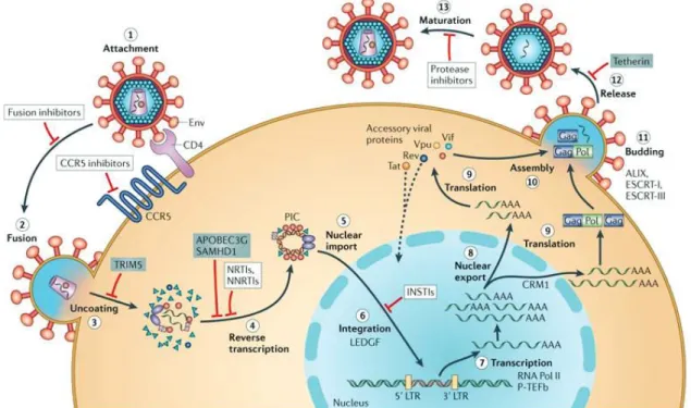 Figure 1.1 Schematic overview of the HIV-1 replication cycle. The HIV-1 infection  begins when the viruses use envelope (Env) glycoprotein spikes bind to CD4 molecule  and the co-receptor CC-chemokine receptor 5 (CCR5) (step 1), leading to fusion of the  v