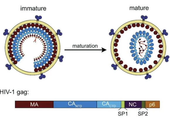 Figure 1.2 Diagram of HIV-1 virus particle structure. Top panel: Immature HIV-1  virus particle (left) and mature virus particle (right)