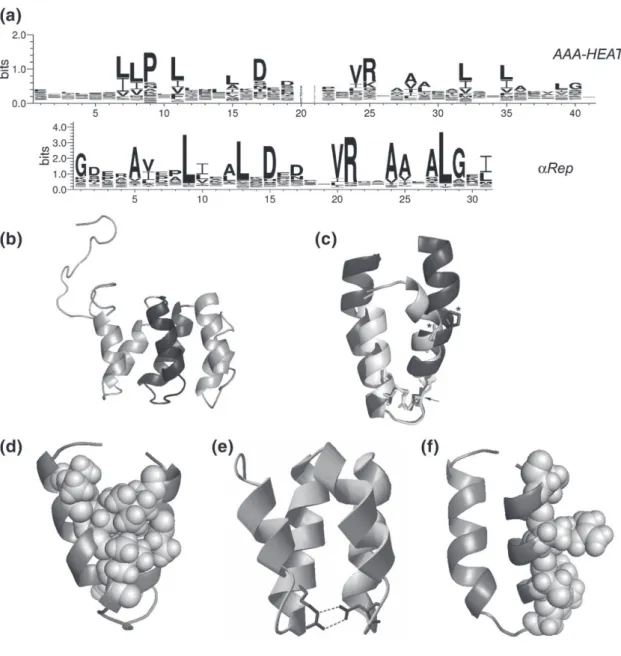 Figure 1.4 Design of the αRep motif. (a) A Collection of amino acid protein sequences  made of consecutive HEAT repeats