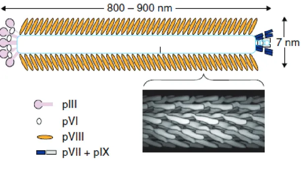 Figure 1.5 Structure of filamentous phage. Composition of phage and arrangement of  major coat protein surface domains (92)