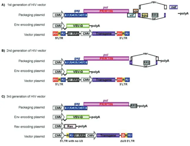 Figure 1.8 Schematic representation of HIV vectors (A) The ﬁrst generation of HIV  vectors includes all of the viral proteins, except the envelope glycoprotein, in a packaging  plasmid