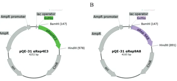 Figure 2.1 The schematic figure of pQE-31 vectors construction for expression of  6xHis-tagged αRep proteins in bacterial cells