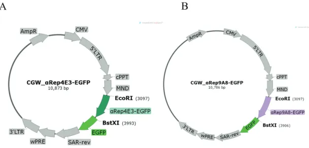 Figure 2.3 The schematic figure of CGW lentiviral transfer vectors construction for  stable expression of αRep proteins in target cells