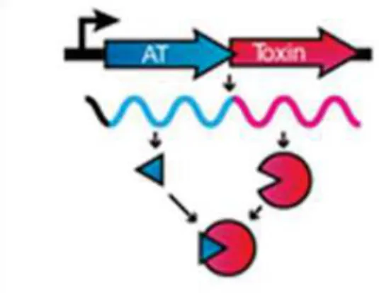 Figure 11. Système toxine-antitoxine de type II (Schuster &amp; Bertram, 2013). Dans les systèmes TA de type II, la  toxine et l’antitoxine sont toutes deux de nature protéique