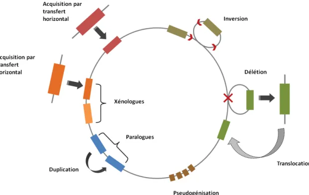 Figure 4. Mécanismes entrainant des différences structurales entre génomes proches (Abby &amp; Daubin, 2007)