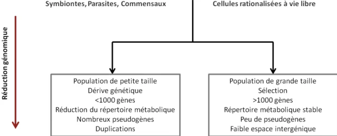 Figure 7. Les mécanismes de la réduction génomique (Giovannoni et al., 2014).