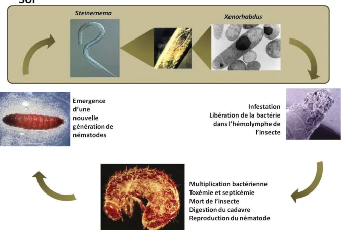 Figure 9. Cycle de vie du couple Steinernema-Xenorhabdus.
