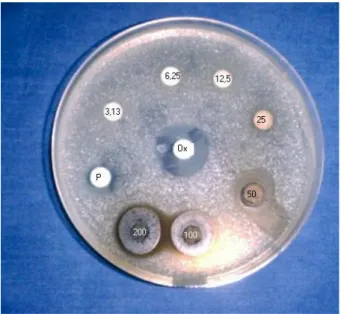 Figure 10: Action de MISCA-Aq sur la croissance in vitro des souches de staphylocoques                        méticillino-résistantes par la méthode des disques 