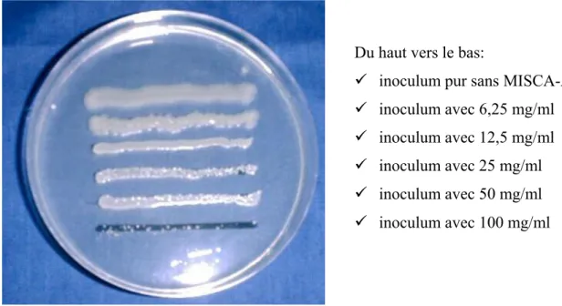 Figure 12: Action de MISCA-Aq sur la croissance in vitro des souches de staphylocoques                      méticillino-résistantes 
