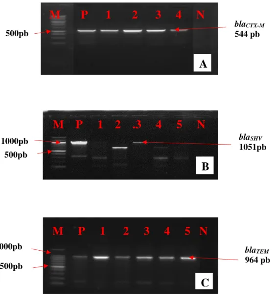 Figure 18 : Profil électrophorétique des gènes bla CTX-M  , bla SHV   et  bla TEM   