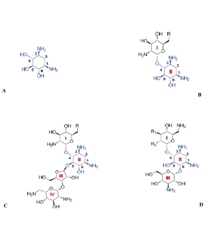 Figure 2 : Structure de quelques aminosides: le cycle central DOS est indiqué en bleu                    (Poole, 2005) 