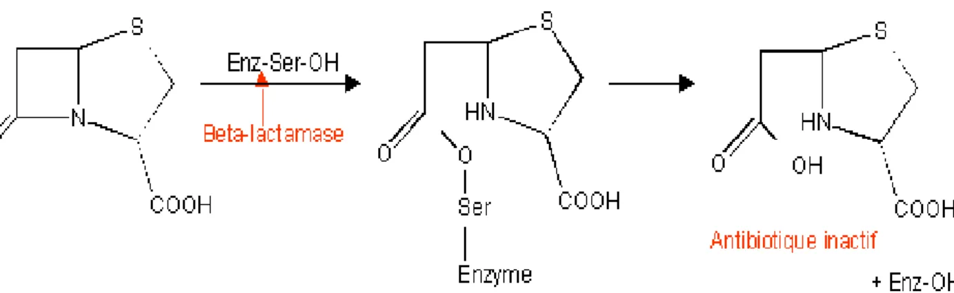 Figure 5 : Réaction d’hydrolyse du noyau β-lactame par une β-lactamase                    (Barrial et Scotet, 2006) 