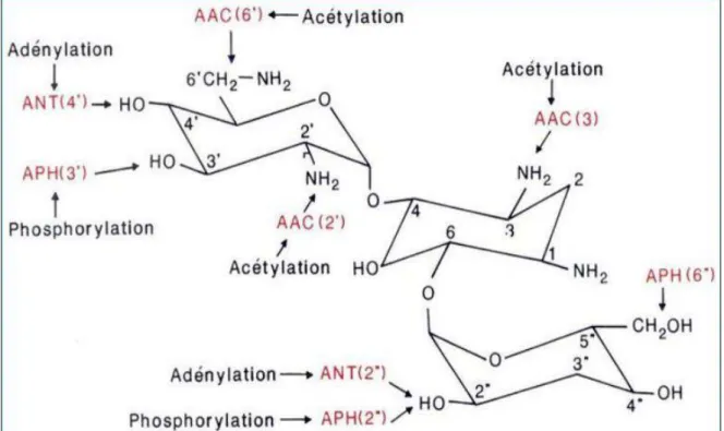 Figure 6 : Inactivation enzymatique des aminosides                    (Courvalin et al., 2006) 