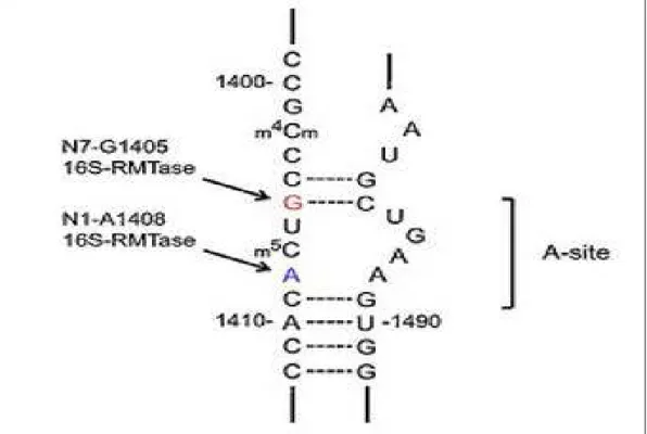 Figure 7 : Site-A de la sous-unité ribosomale 30 S                     (Belbel, 2014) 