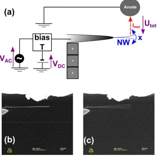 FIG. 1. (a) Schematic of a vibrating SiC nanowire on a tungsten tip submitted to an AC voltage V AC or a DC voltage V DC 