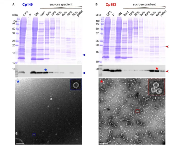 FIGURE 1 | CFPS and sucrose gradient isolation of Cp149 (A) and Cp183 (B). Shown are from top to bottom, Coomassie blue stained gels, western blots, and negative staining electron micrographs of protein-containing fractions