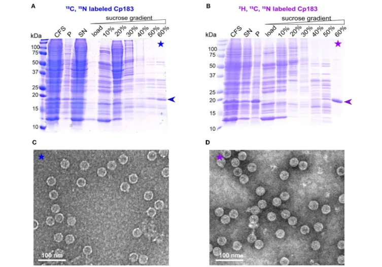 FIGURE 2 | Analysis of CFPS and sucrose gradient isolation on 15% SDS-PAGE gels of (A) 13 C, 15 N and (B) 2 H, 13 C, 15 N isotopically labeled dCp183