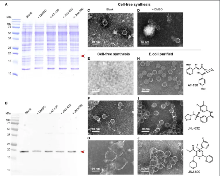 FIGURE 4 | CFPS of Cp183 in presence of different compounds. (A,B) 15% SDS-PAGE (A) and Western blot (B) analysis on Cp183 protein produced in 220-µL CFPS system with 10 nmol drugs dissolved in 1 µL DMSO