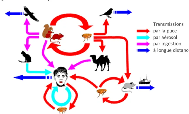 Figure 1 : Différentes voies de transmissions décrites de la peste. D’après (Stenseth et al, 2008) 