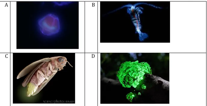 Figure 3 : illustrations de quelques animaux bioluminescents  