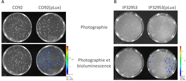 Figure  4.  Bioluminescence  in  vitro  de  Y. pestis  CO92(pLux)  et  Y. pseudotuberculosis  IP32953(pLux)  