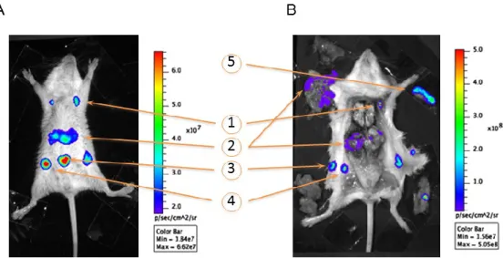 Figure 11. Association entre signal de bioluminescence et colonisation d’un organe  