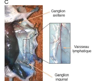 Figure 14. Circulation du ganglion inguinal au ganglion axillaire  