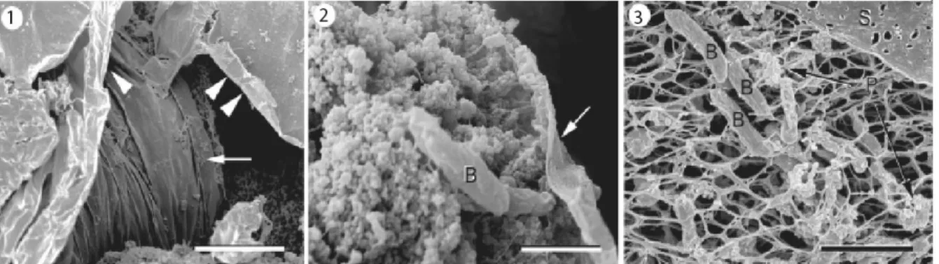 Figure 6. Scanning electron micrographs of P. fluorescens biofilms 