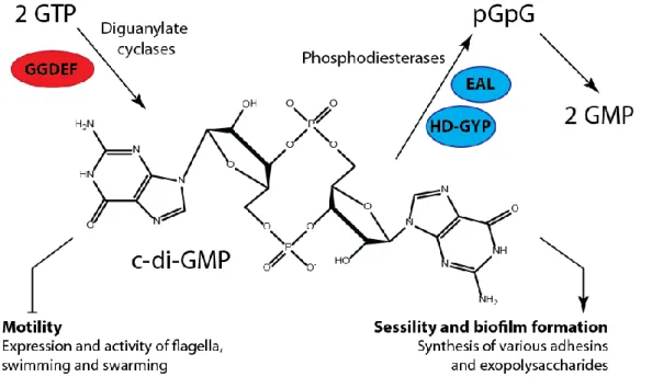 Figure 7. Structure and physiological functions of c-di-GMP 