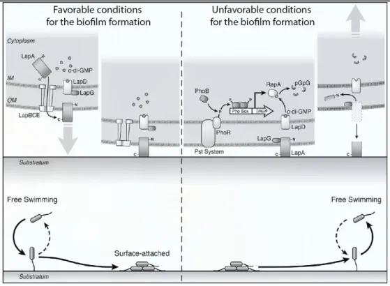 Figure 8. A proposed model for regulation of P. fluorescens biofilm formation 