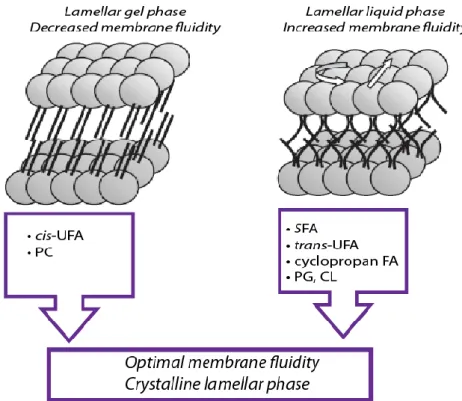 Figure 10. Adaptation of glycerophospholipid structure and composition in Pseudomonas
