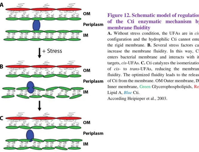 Figure 12. Schematic model of regulation  of  the  Cti  enzymatic  mechanism  by  membrane fluidity 