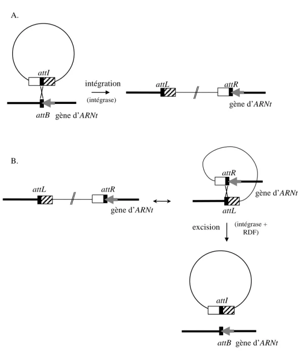 Figure 3 : Représentation schématique de l’intégration et de l’excision site-spécifique d'un  ICE, catalysées par les recombinases à tyrosine