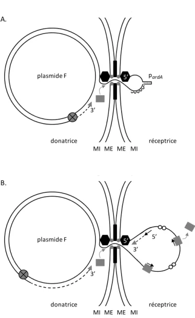 Figure  5 :  Représentation  schématique  du  transfert  du  plasmide  F  et  de  la  régulation  du  gène  ardA  codant  une  protéine  d'antirestriction  (d’après  Rees  and  Wilkins,  1990 ;  Dreiseikelmann,  1994 ;  Byrd  and  Watson,  1997 ;  Wilkins,
